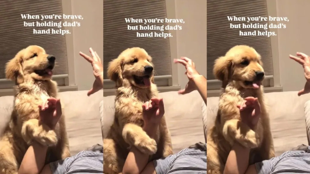 Golden Retriever Puppy Tries To Be Brave but Still Clings to Dad’s Hand Golden Retriever Puppy Tries To Be Brave but Still Clings to Dad’s Hand