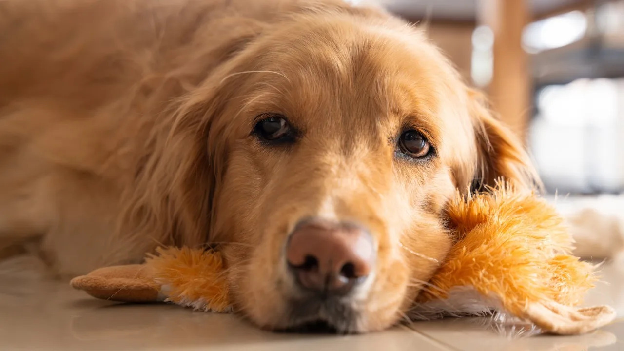 Story of Senior Golden Retriever Rescued From Puppy Mill and His Favorite Toy Will Make You Cry Story of Senior Golden Retriever Rescued From Puppy Mill and His Favorite Toy Will Make You Cry