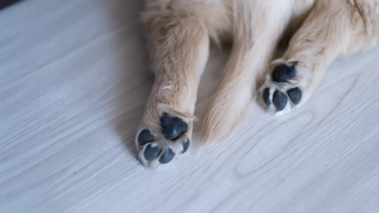 Golden Retriever Puppy Looks Like a ‘Real-Life Polar Bear’ and We Can’t Unsee It Golden Retriever Puppy Looks Like a ‘Real-Life Polar Bear’ and We Can’t Unsee It