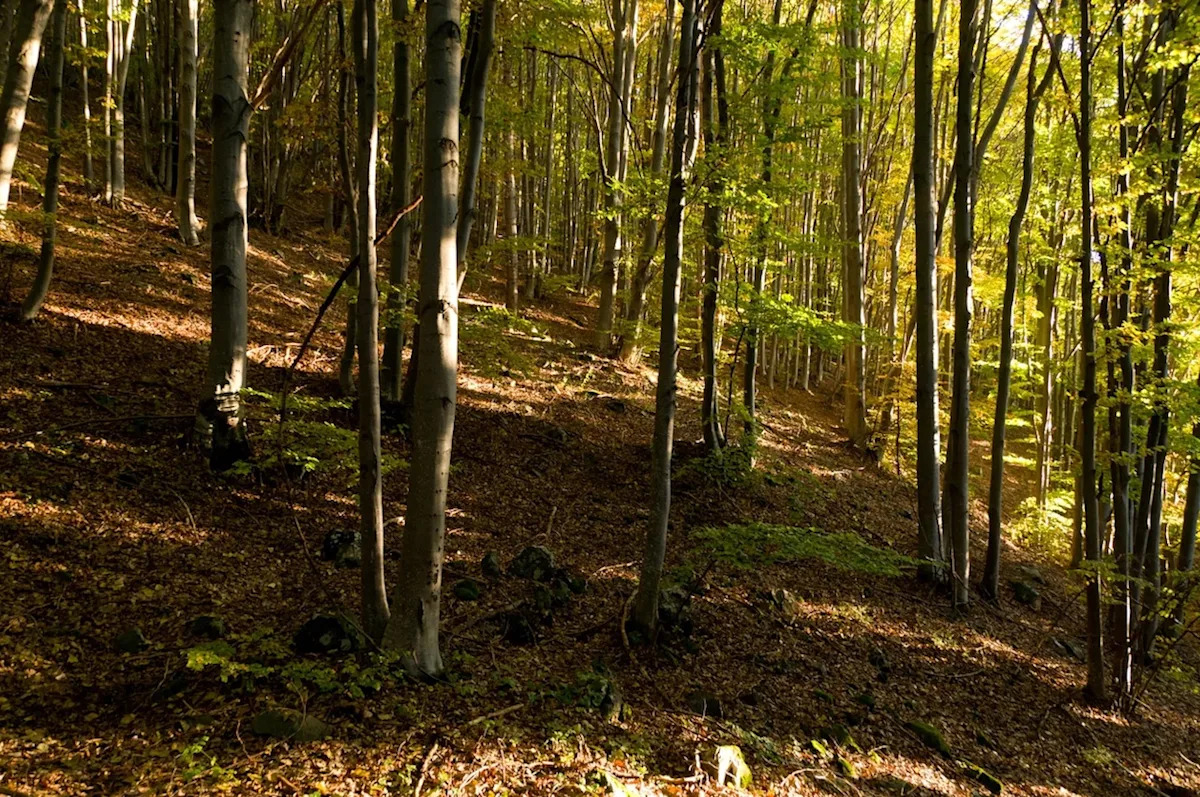 ‘You don’t see very many of them’ ‘You don’t see very many of them’