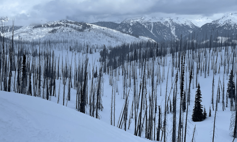 Snow melts earlier in burned forests, the new study of scientific advances finds a study Snow melts earlier in burned forests, the new study of scientific advances finds a study