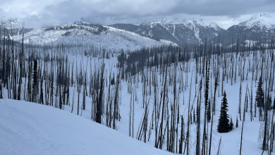 Snow melts earlier in burned forests, the new study of scientific advances finds a study Snow melts earlier in burned forests, the new study of scientific advances finds a study