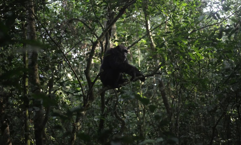 Conservationists connect with chimpanzees in a Ugandan rainforest as they seek a sense of communion Conservationists connect with chimpanzees in a Ugandan rainforest as they seek a sense of communion