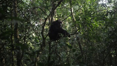 Conservationists connect with chimpanzees in a Ugandan rainforest as they seek a sense of communion Conservationists connect with chimpanzees in a Ugandan rainforest as they seek a sense of communion