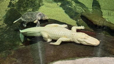 Claude, San Francisco’s Beloved Albino Alligator, Dies at 30 Claude, San Francisco’s Beloved Albino Alligator, Dies at 30