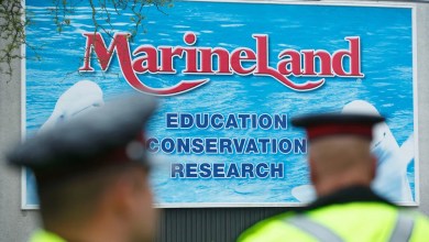 Marineland asks the Canadian government of emergencies to feed whales – or imminent euthanasia Marineland asks the Canadian government of emergencies to feed whales – or imminent euthanasia