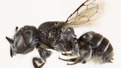 Scientists discover new ‘Lucifer’ bee with devil-like horns Scientists discover new ‘Lucifer’ bee with devil-like horns