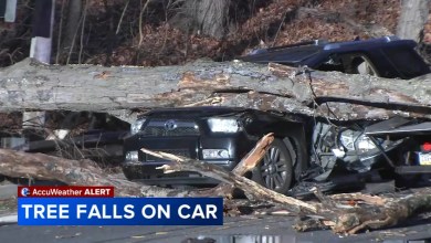2 injured after tree falls on vehicle in Roxborough 2 injured after tree falls on vehicle in Roxborough