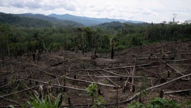 While the “flying rivers” of Amazon weaken with the loss of trees, scientists warn against aggravation droughts While the “flying rivers” of Amazon weaken with the loss of trees, scientists warn against aggravation droughts