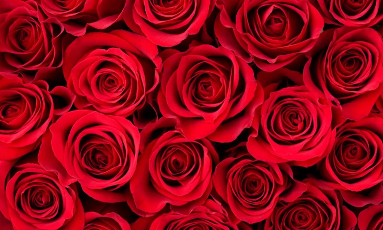 Fans of “ Bachelor ” are convinced that a new season of “Bachelorette” is coming soon – here is why Fans of “ Bachelor ” are convinced that a new season of “Bachelorette” is coming soon – here is why