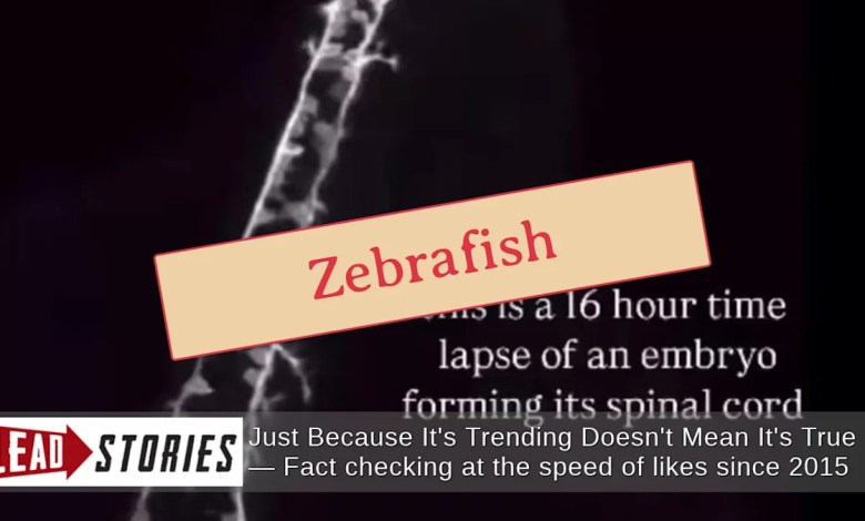 A timelapse shows the development of the zebrafish nervous system over sixteen hours – not that of the spinal cord of a human embryo A timelapse shows the development of the zebrafish nervous system over sixteen hours – not that of the spinal cord of a human embryo