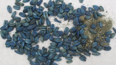 Wild pigs found with blue meat in blue in California. Why officials issue a warning Wild pigs found with blue meat in blue in California. Why officials issue a warning