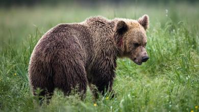 Why the largest bear in Wall Street always expects a much lower recession and stock prices Why the largest bear in Wall Street always expects a much lower recession and stock prices