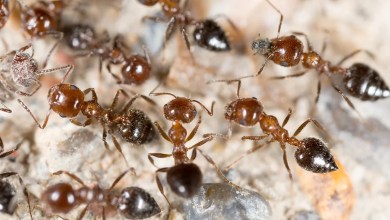 Ants “Social Distancing” During a Pandemic Ants “Social Distancing” During a Pandemic