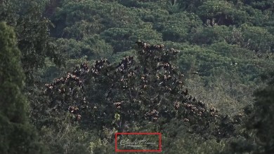 The video shows calaos in southern Thailand, not “vultures feeding on” body “soldiers The video shows calaos in southern Thailand, not “vultures feeding on” body “soldiers