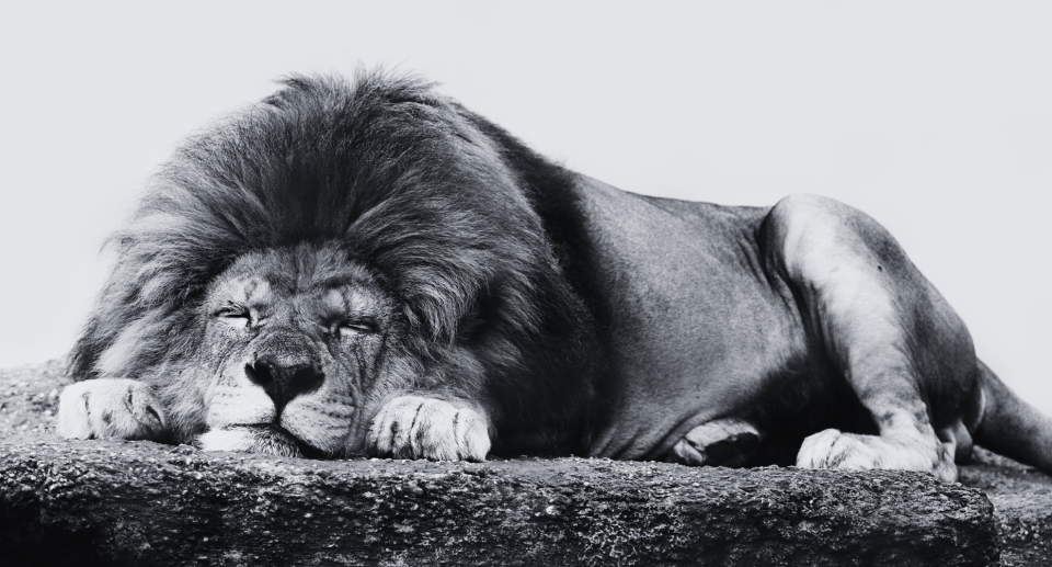Lone Wolf Technologies to wind down popular LionDesk CRM Lone Wolf Technologies to wind down popular LionDesk CRM