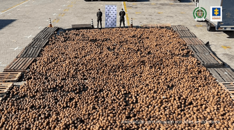 En vez de agua, en 20.000 cocos de exportación encuentran cocaína líquida En vez de agua, en 20.000 cocos de exportación encuentran cocaína líquida