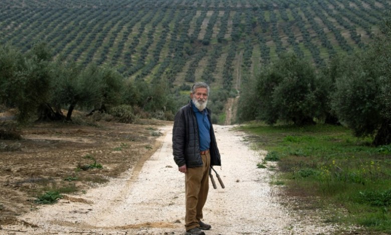 Solar park boom threatens olive trees in Spain for centuries Solar park boom threatens olive trees in Spain for centuries