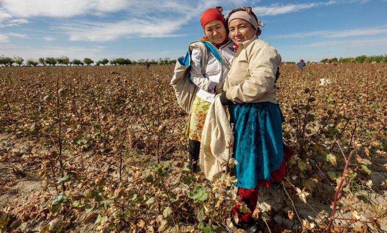 Alliance urges ILAB contract renewal to improve Uzbek cotton labour Alliance urges ILAB contract renewal to improve Uzbek cotton labour