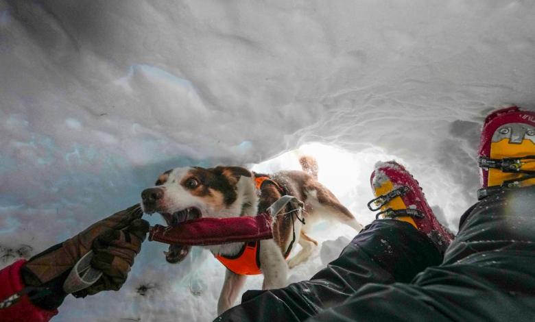 Border Collie teaches other dogs how to rescue the Italian prone Dolomites Border Collie teaches other dogs how to rescue the Italian prone Dolomites