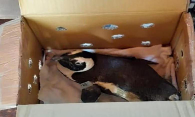 How penguins in cardboard boxes cause helicopter crash in South Africa How penguins in cardboard boxes cause helicopter crash in South Africa