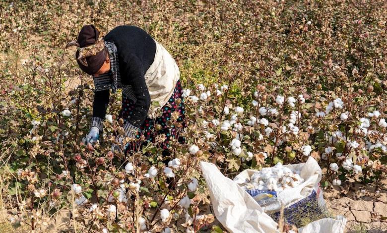 Cotton Movement urges Uzbekistan reform and forced labor struggle Cotton Movement urges Uzbekistan reform and forced labor struggle