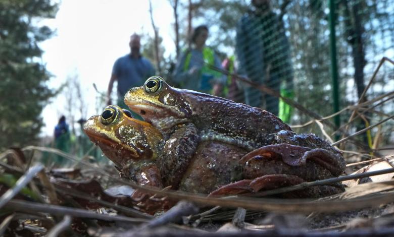A Russian bucket brigade helps toads and frogs cross the road to the spawning site A Russian bucket brigade helps toads and frogs cross the road to the spawning site