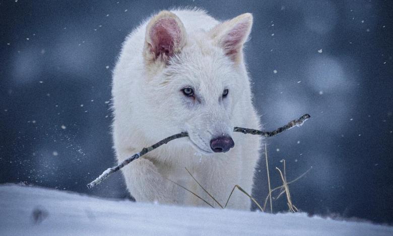 Scientists wear white hair and muscle jaws on genetically engineered wolf, such as the extinct horror wolf Scientists wear white hair and muscle jaws on genetically engineered wolf, such as the extinct horror wolf
