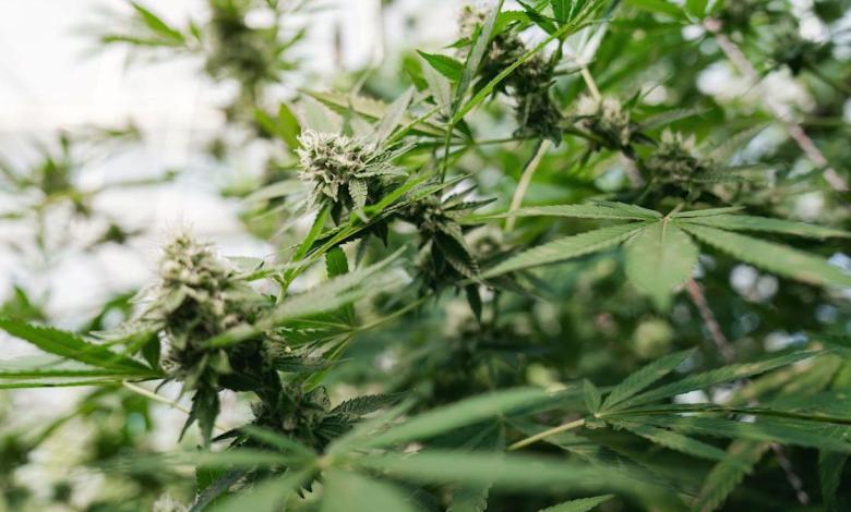 UK claims mail-order marijuana from Thailand drops 90% UK claims mail-order marijuana from Thailand drops 90%