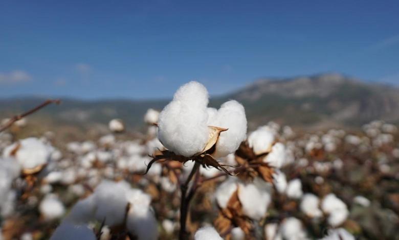 Research reveals environmental benefits of organic cotton cultivation Research reveals environmental benefits of organic cotton cultivation