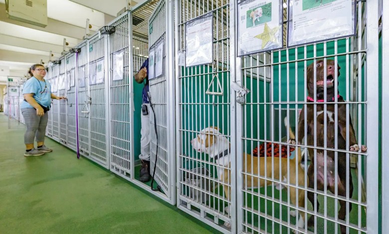 million Palm Beach County Animal Shelter Program Will Help Meet Zero Euthanasia Target million Palm Beach County Animal Shelter Program Will Help Meet Zero Euthanasia Target