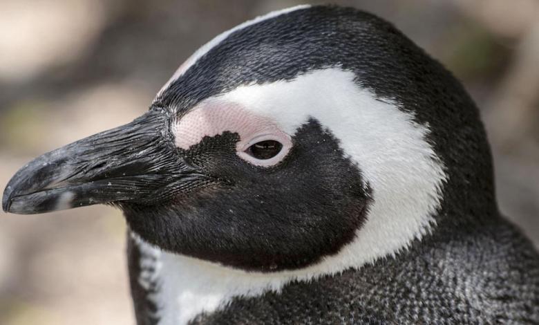 Last minute agreement to protect African penguins from extinction Last minute agreement to protect African penguins from extinction