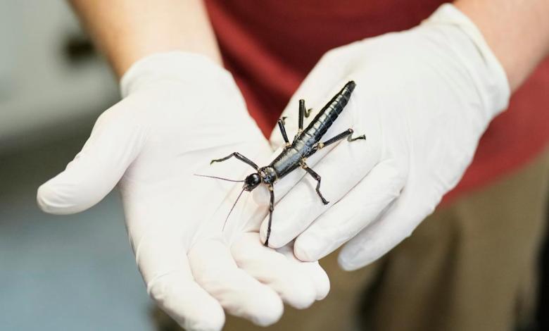 Prague Zoo joins efforts to ensure survival of rare insects once considered extinct Prague Zoo joins efforts to ensure survival of rare insects once considered extinct