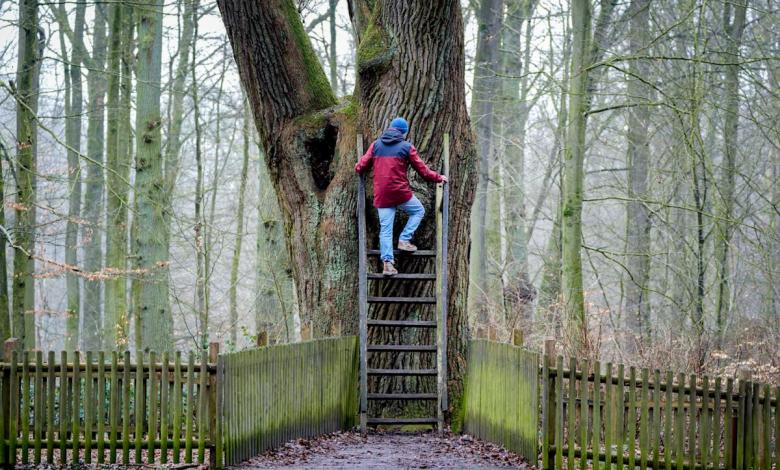 The groom’s oak in the German forest has been connected for more than a century The groom’s oak in the German forest has been connected for more than a century