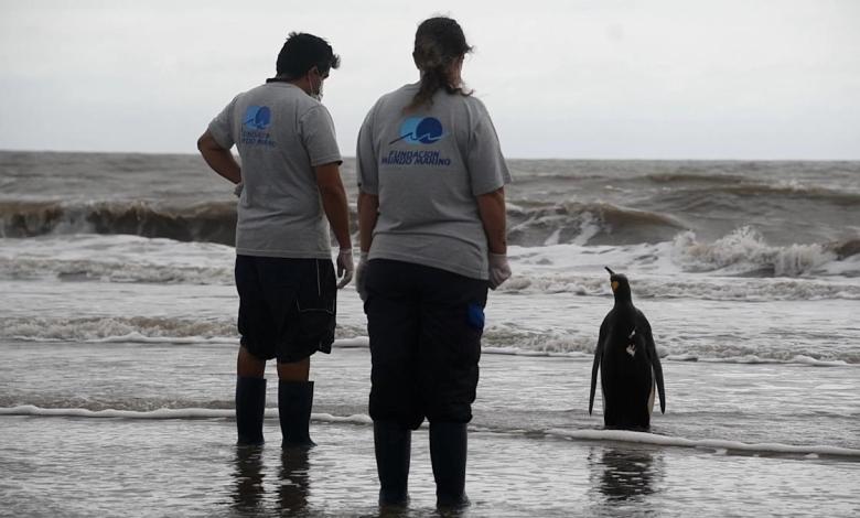 Injured King Penguin found on the beach in Buenos Aires to return to the ocean Injured King Penguin found on the beach in Buenos Aires to return to the ocean