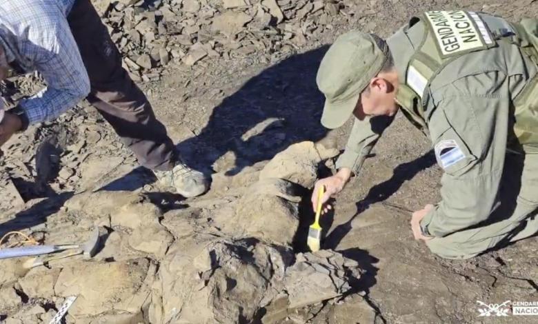 Fossils of prehistoric marine reptiles found in Argentina fields Fossils of prehistoric marine reptiles found in Argentina fields