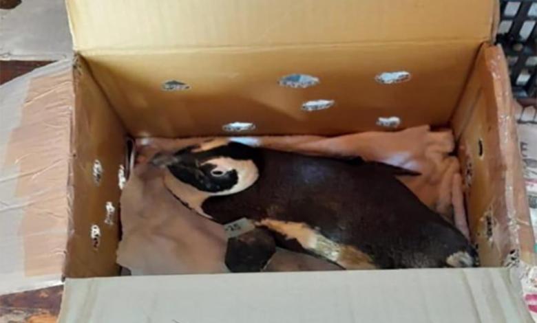 South African helicopter crash blames penguin box South African helicopter crash blames penguin box