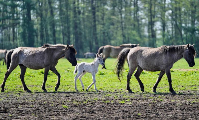 A group of wild horses that originated in the 14th century still roam the German countryside A group of wild horses that originated in the 14th century still roam the German countryside
