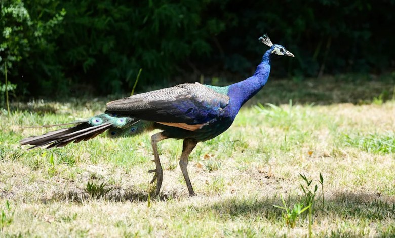 Dozens of peacocks and peas are missing in Northern California hotel Dozens of peacocks and peas are missing in Northern California hotel