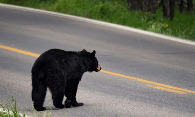 Surveillance camera captures horrific moment 82-year-old woman is attacked by bear: ‘It was horrific’ Surveillance camera captures horrific moment 82-year-old woman is attacked by bear: ‘It was horrific’