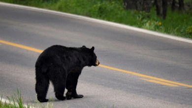 Surveillance camera captures horrific moment 82-year-old woman is attacked by bear: ‘It was horrific’ Surveillance camera captures horrific moment 82-year-old woman is attacked by bear: ‘It was horrific’