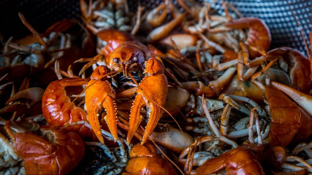 Hoț neidentificat fură homari congelați de 400.000 de dolari! Hoț neidentificat fură homari congelați de 400.000 de dolari!