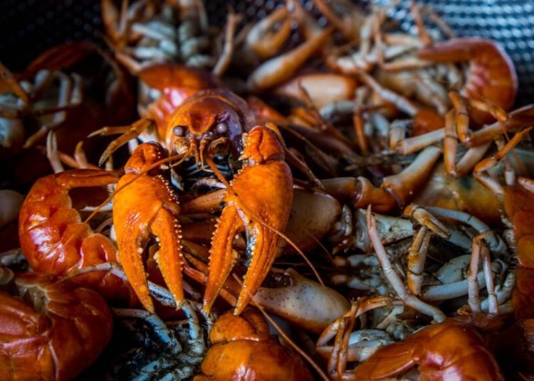 Hoț neidentificat fură homari congelați de 400.000 de dolari! Hoț neidentificat fură homari congelați de 400.000 de dolari!