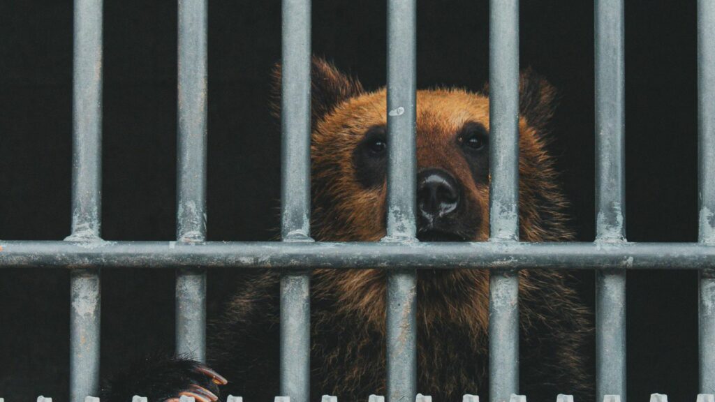 Fermieri din Coreea de Sud cresc urși pentru bilă: o practică șocantă! Fermieri din Coreea de Sud cresc urși pentru bilă: o practică șocantă!
