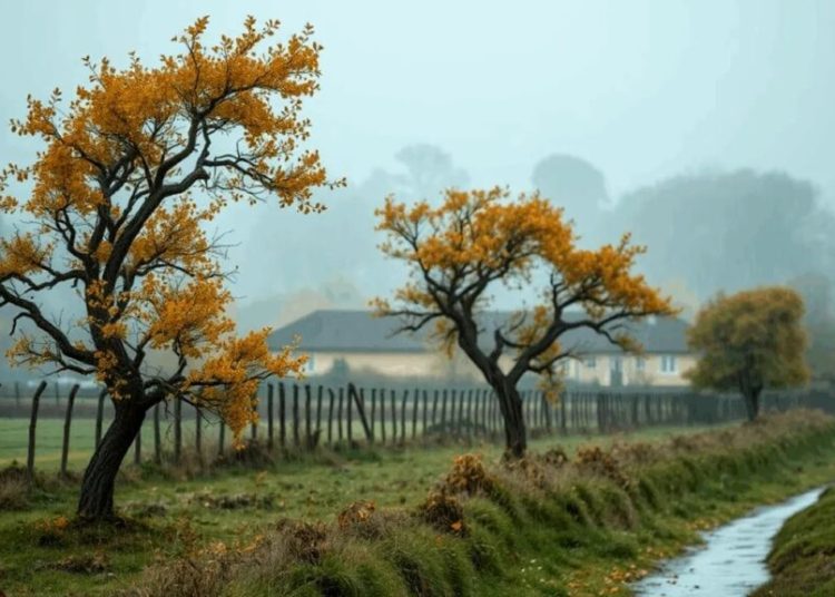 Alertă meteo: Cod portocaliu de vânt puternic în patru județe montane! Alertă meteo: Cod portocaliu de vânt puternic în patru județe montane!