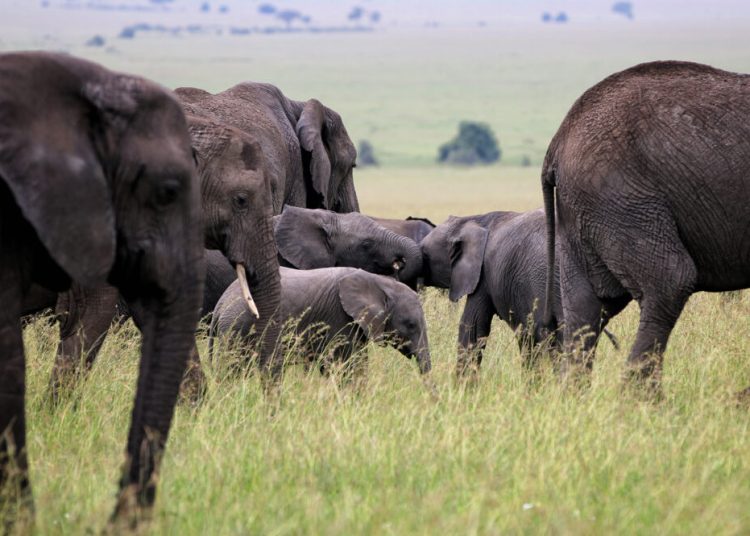 Tragedie în Kenya: A murit cel mai iubit elefant al țării! Tragedie în Kenya: A murit cel mai iubit elefant al țării!