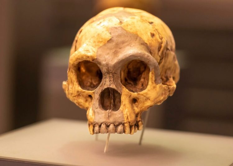 Descoperă misterul „oamenilor hobbit”: O specie umană uitată! Descoperă misterul „oamenilor hobbit”: O specie umană uitată!