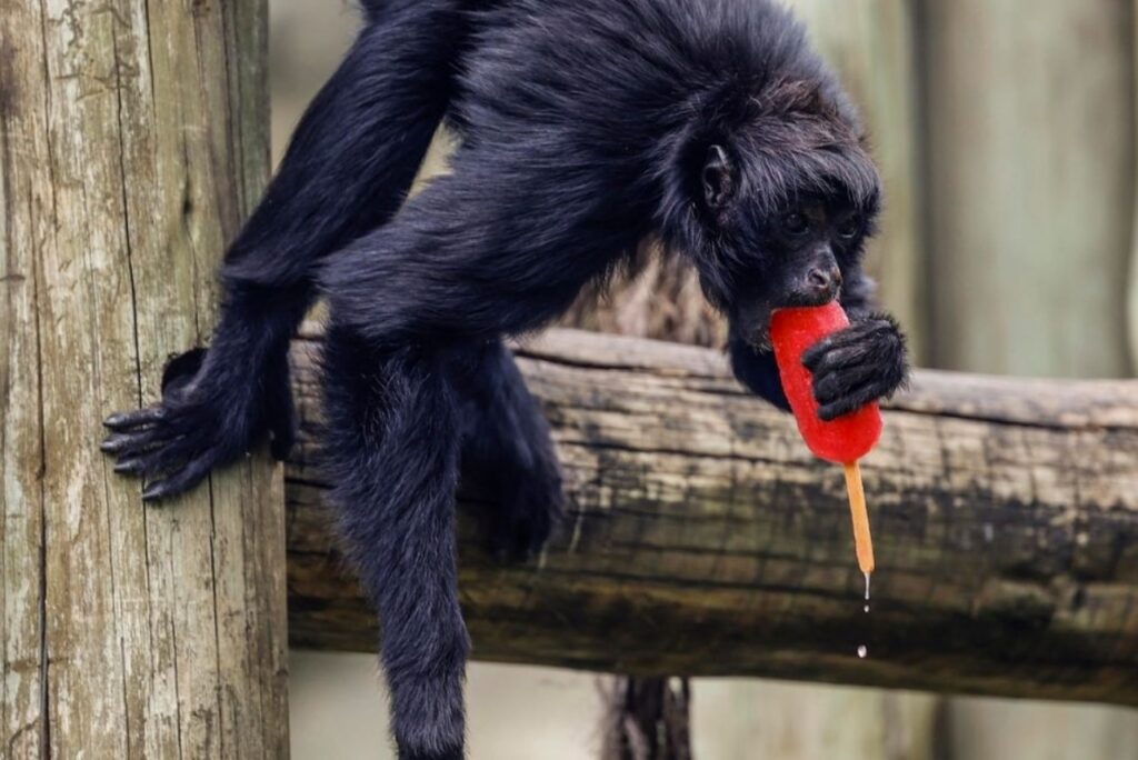 Zoologicul din Rio răcorește animalele cu înghețată în caniculă! Zoologicul din Rio răcorește animalele cu înghețată în caniculă!