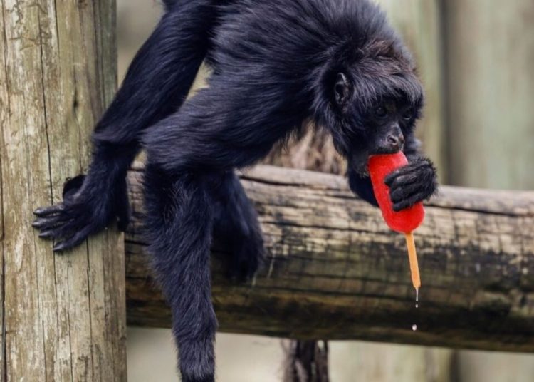 Zoologicul din Rio răcorește animalele cu înghețată în caniculă! Zoologicul din Rio răcorește animalele cu înghețată în caniculă!