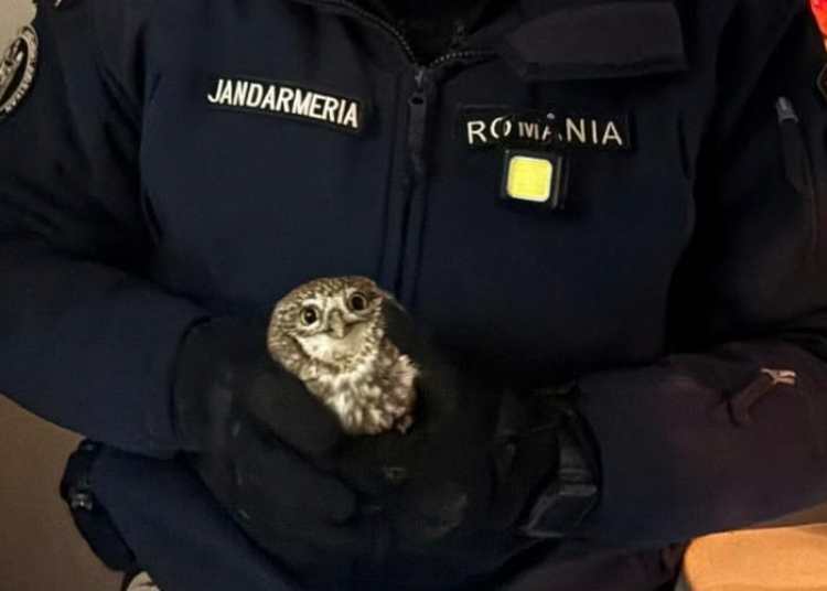 Jandarmii salvează o bufniță din apartamentul unor botoșăneni! Jandarmii salvează o bufniță din apartamentul unor botoșăneni!